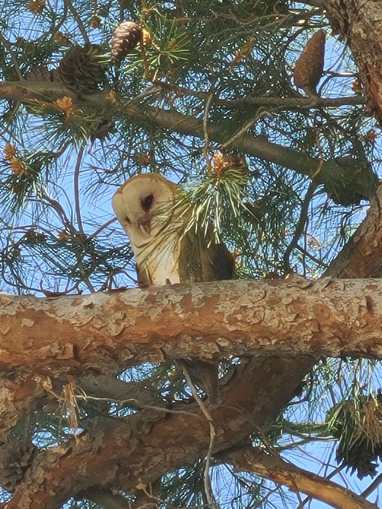                     Owl: Yes! Right on target!!